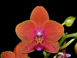 Phalaenopsis Peggy Tauscher Owen AM/AOS 80 pts.